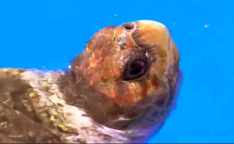 http://twitter.com/home?status=lamento%20decepcionarte%20pero%20la%20tortuga%20dice%20que%20sale%20campe%C3%B3n%20brasil.%0Ahttp%3A%2F%2Fedgecast.metatube-files.buscafs.com%2Fuploads%2Fvideos%2Fimage%2Fimage_240852_3.jpg