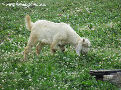Sheeps and flowers on the hill Sheeps and flowers on the hill