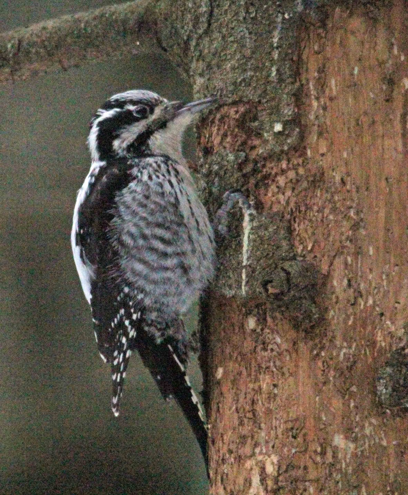 OSLO BIRDER: Three-toed Woodpecker