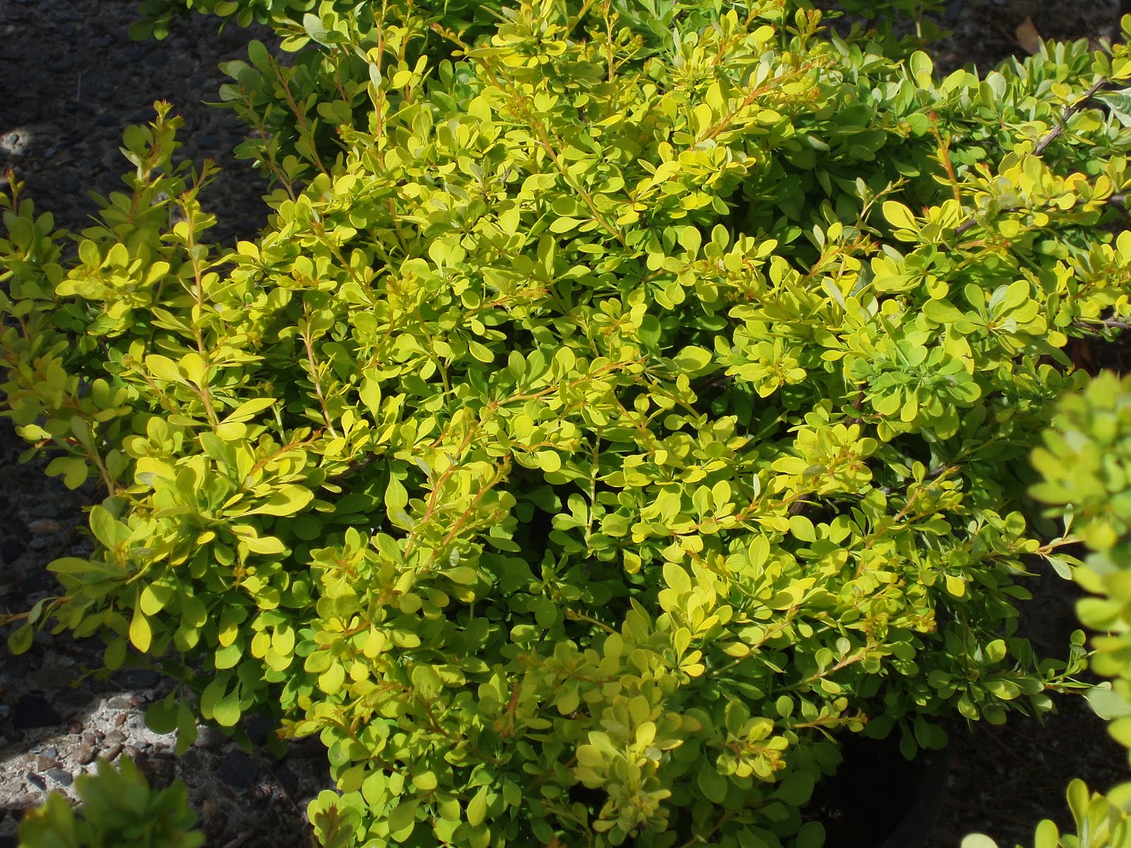 Yellow Barberry
