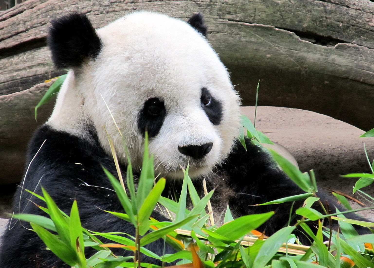 Life with Dylan: Panda Love