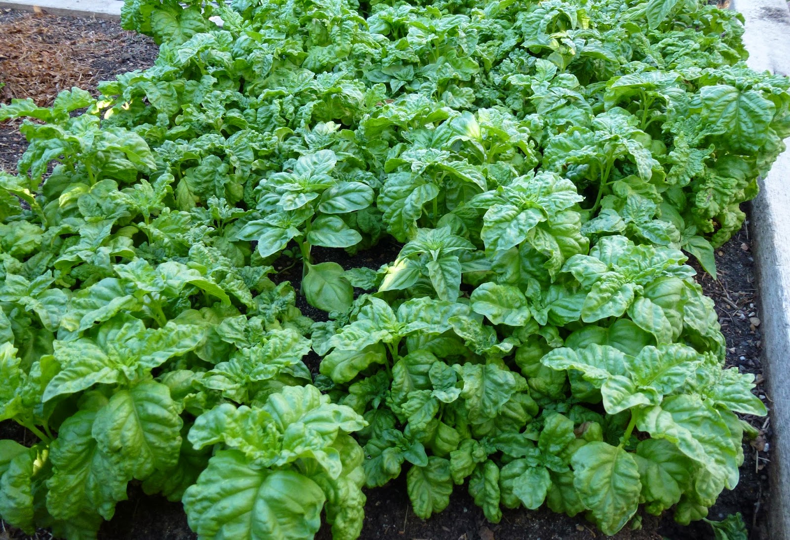 Colorado Garden Punch List For the Love of Basil