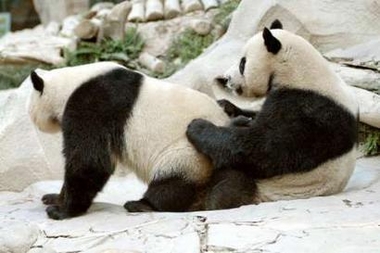 Panda+sex.jpg