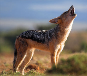 Jackal Hooting 