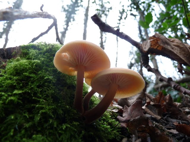 Abbey Meadows