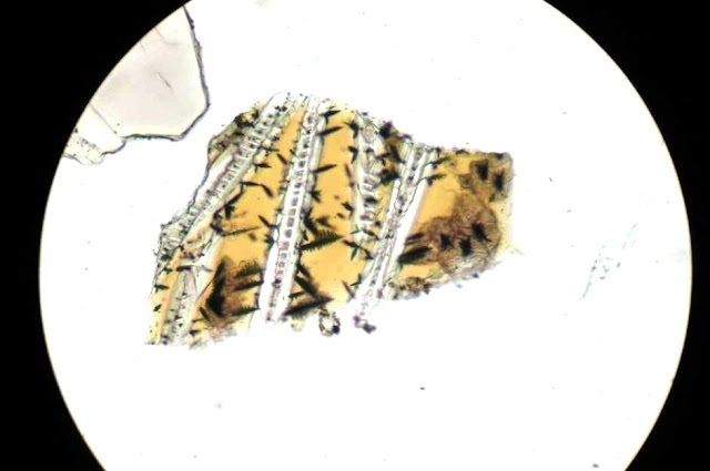 Volcanic glass grain