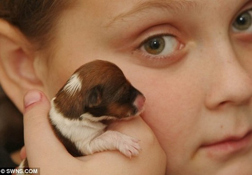 世界最小的狗3