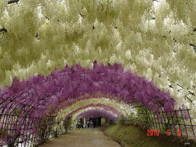 O fantástico túnel de flores Glicínias