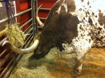 TEXAS LONGHORN