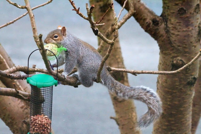 Squirrel Thief