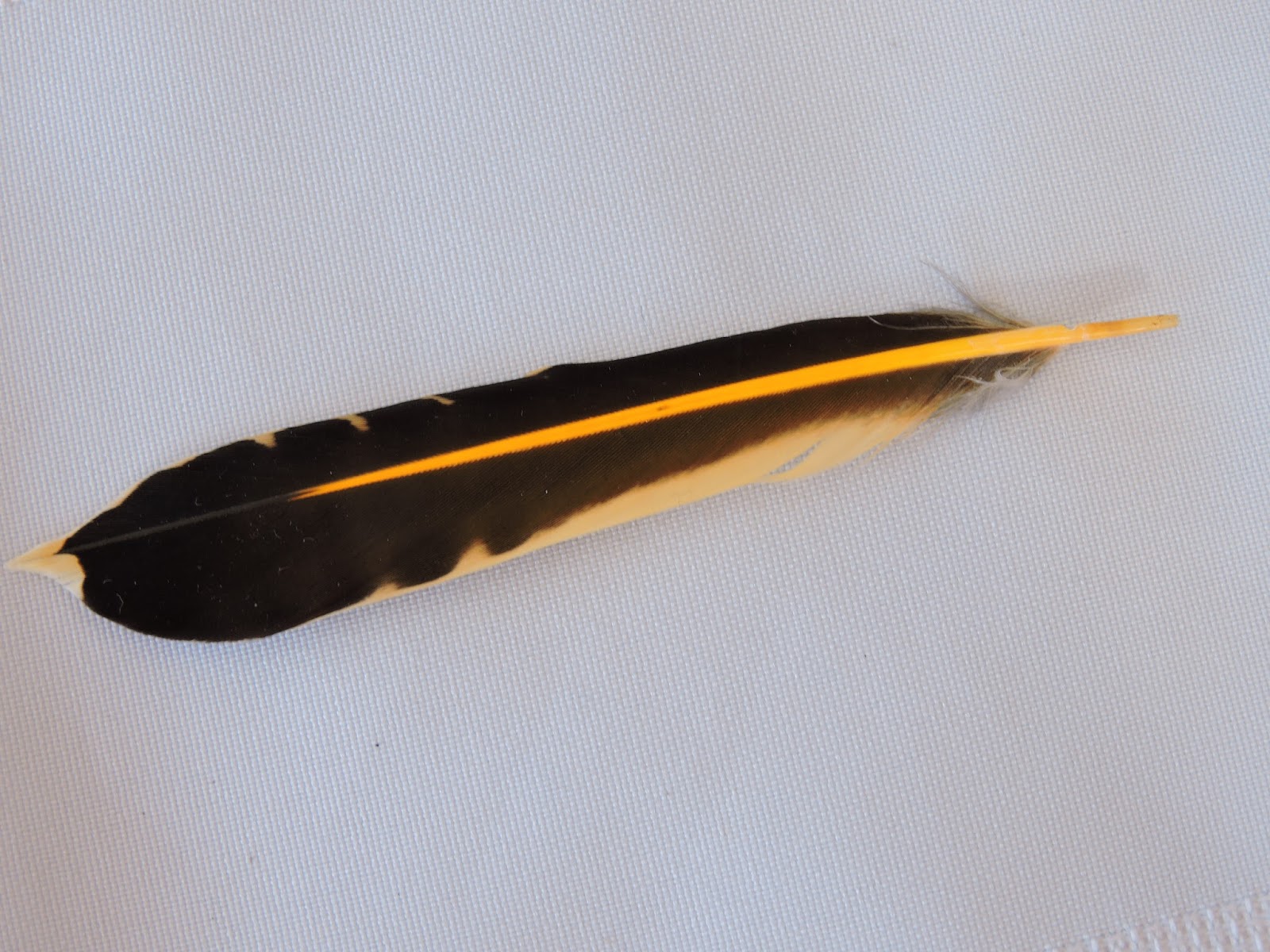 In Missouri, found this yellow feather with a black tip, probably 3 inches  or a little less long. Any idea what bird this belongs to? I can't find a  subreddit for this