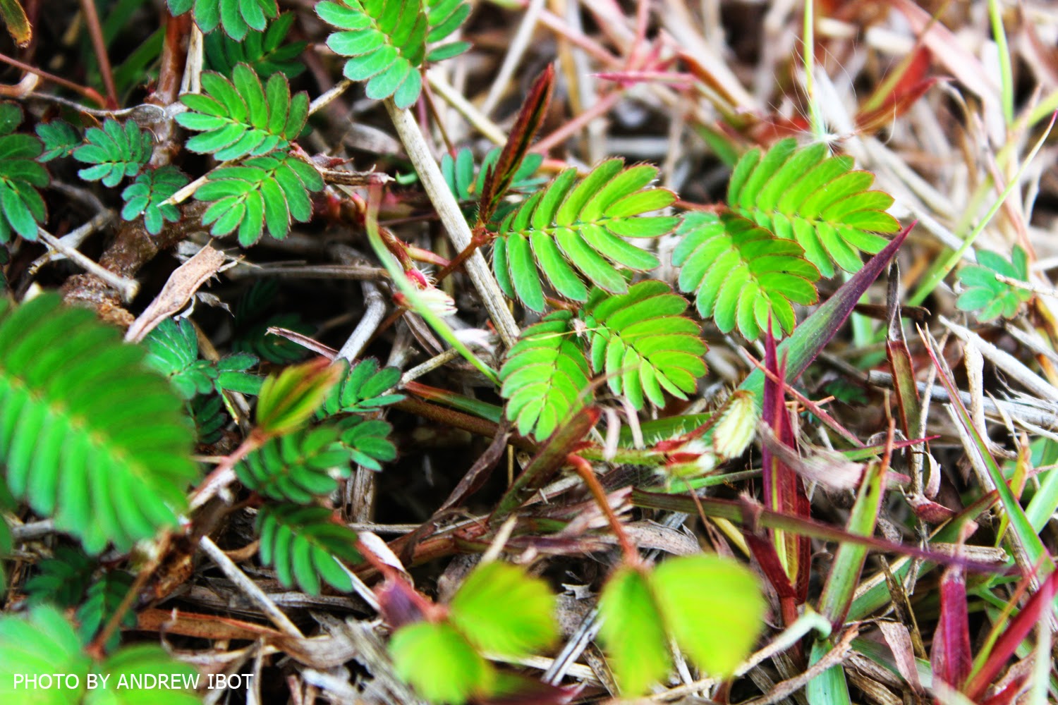 Ako si ANDREW IBOT! Makahiya (Mimosa pudica L)