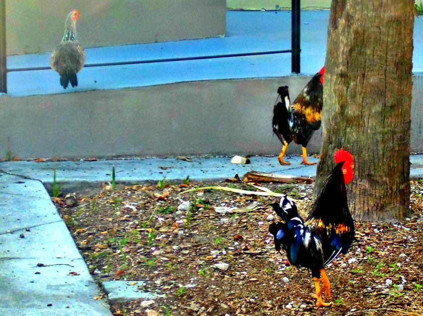 The Ybor City Stogie Ybor City Chickens