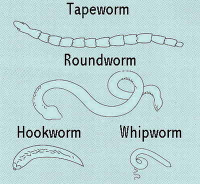 cat worms types of worms in cats