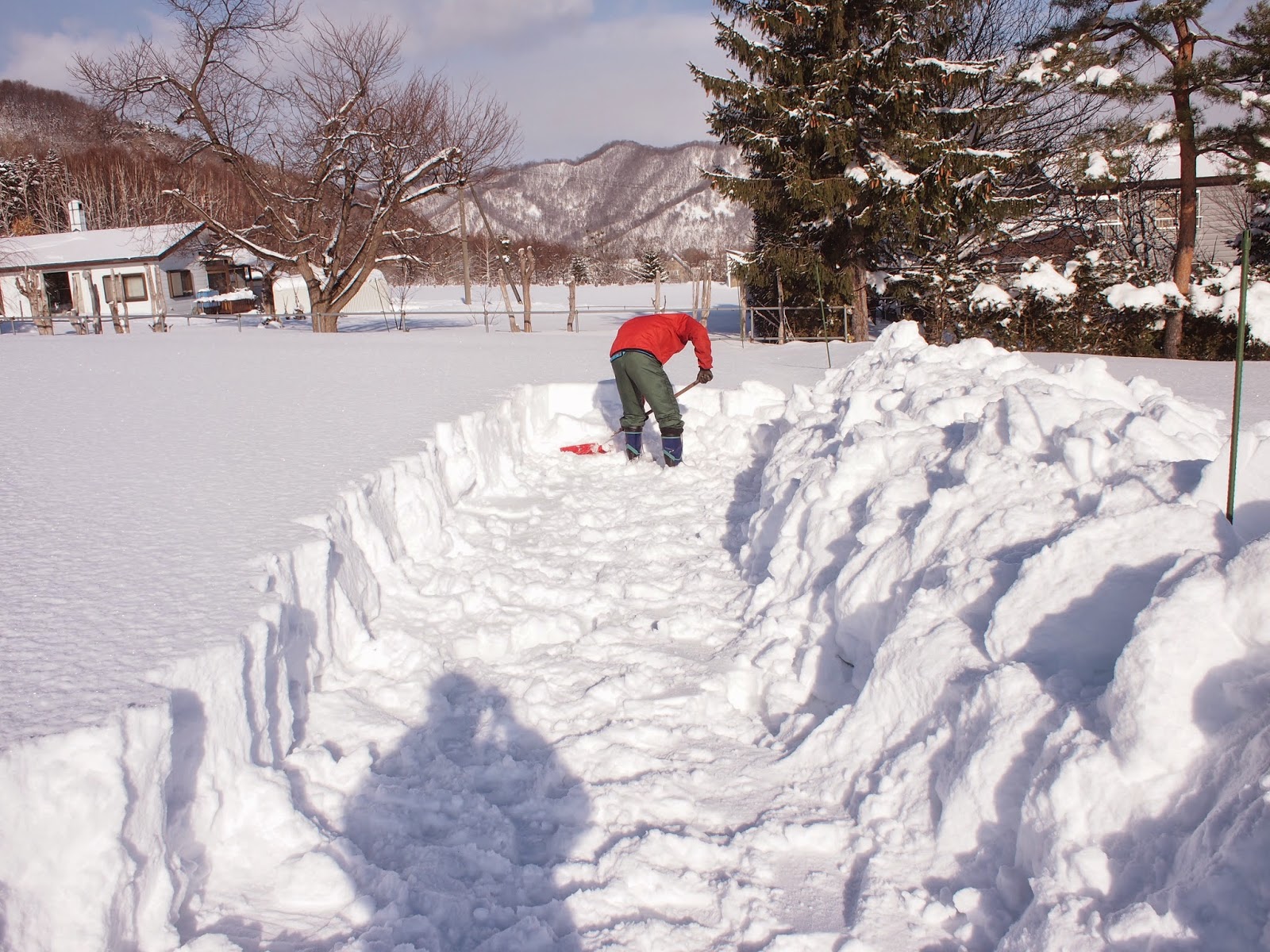 雪ノ下キャベツ