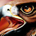 Eagle Template Psd Files Collection