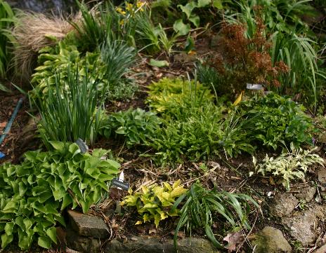 my favorite Hosta NAMES my favorite Hosta NAMES