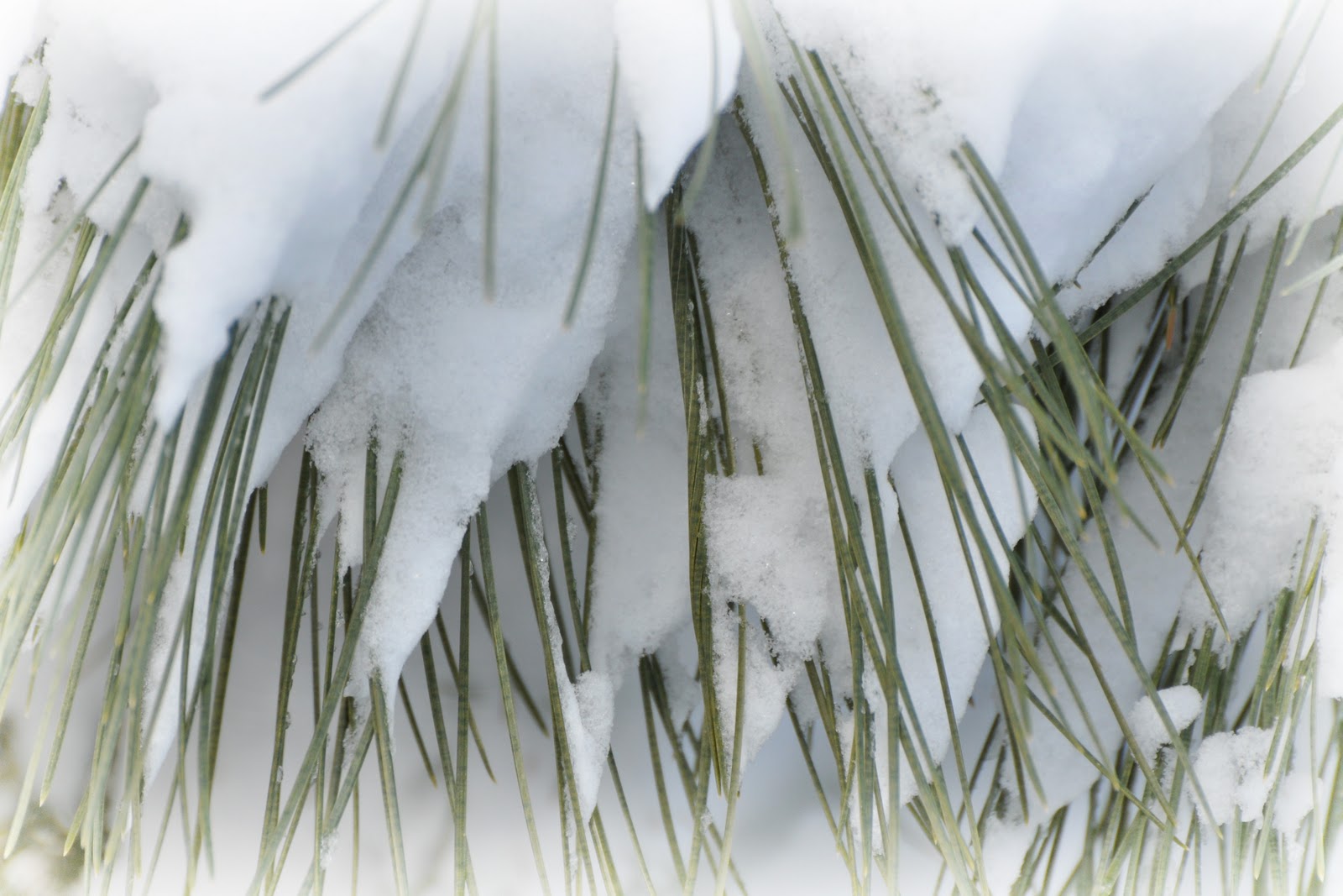 A Blanket of Snow in Cache Valley.