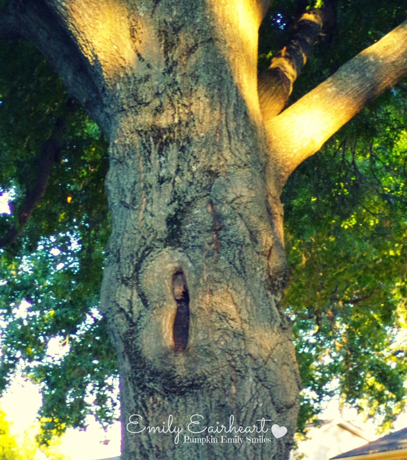 A tree that look like a person