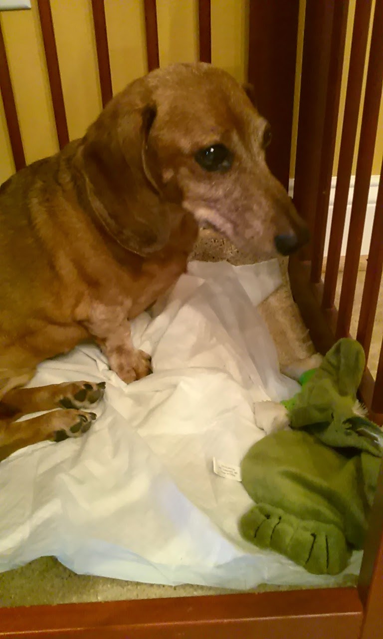 The OnLine Buzzletter Our Dog Franklin's Surgery for Herniated Disc