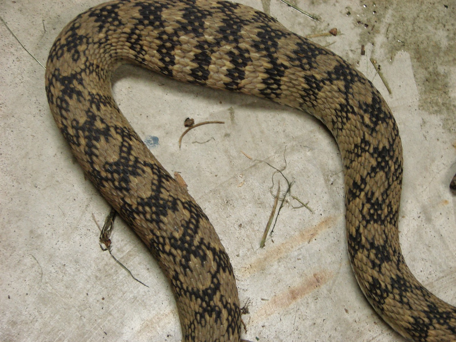 JaredDavidsonPhotography Two Water Moccasins fighting.
