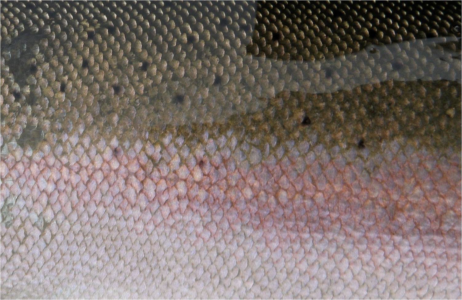 Bryanlikestofish Fish Skins first installment