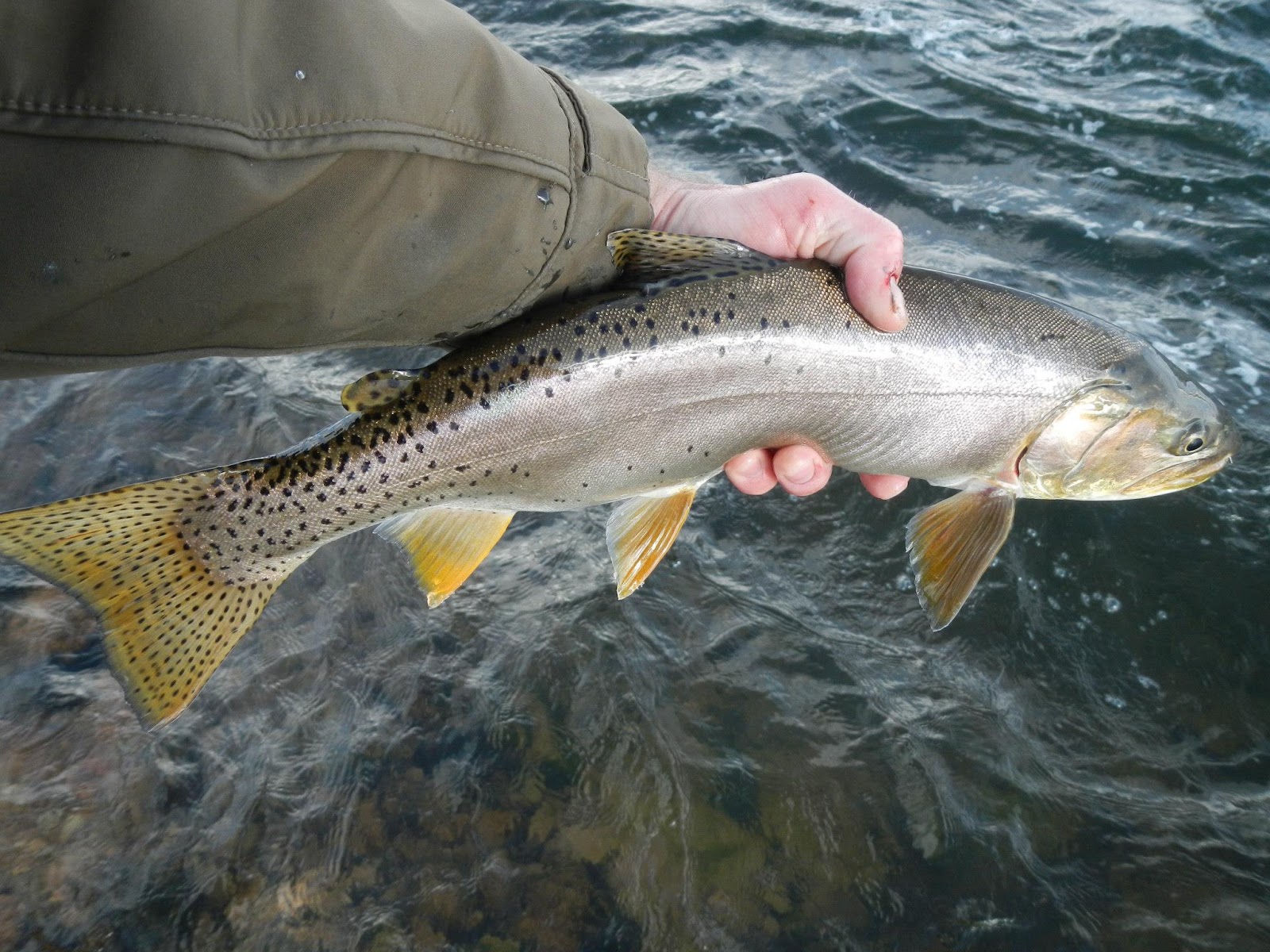 Utah Water Log Large Tiger Trout & Catching Up