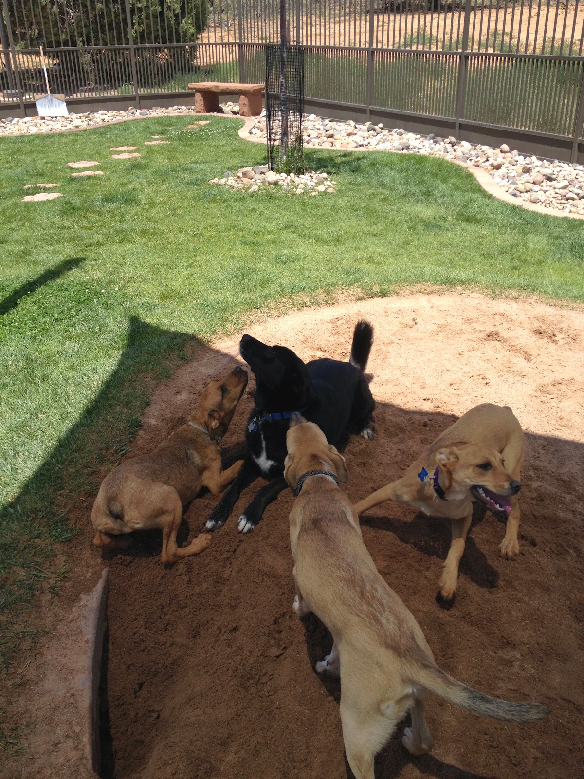 best friends animal society a different kind of home midcentury