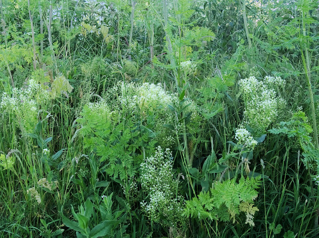 Short white umbellifers in grass with hemlock leaves Short white umbellifers in grass with hemlock leaves