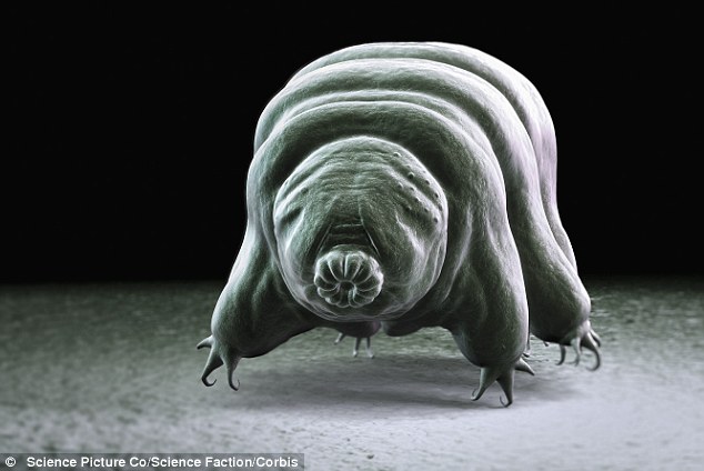 White Wolf : Meet the toughest animal on the planet: The water bears (Video)