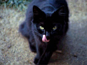 cute black cats colored cat 
