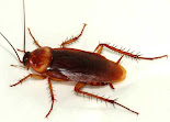 cucaracha americana común