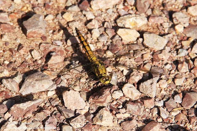 Kaiserstuhl Libelle großer Blaupfeil Orthetrum cancellatum gelbes Weibchen