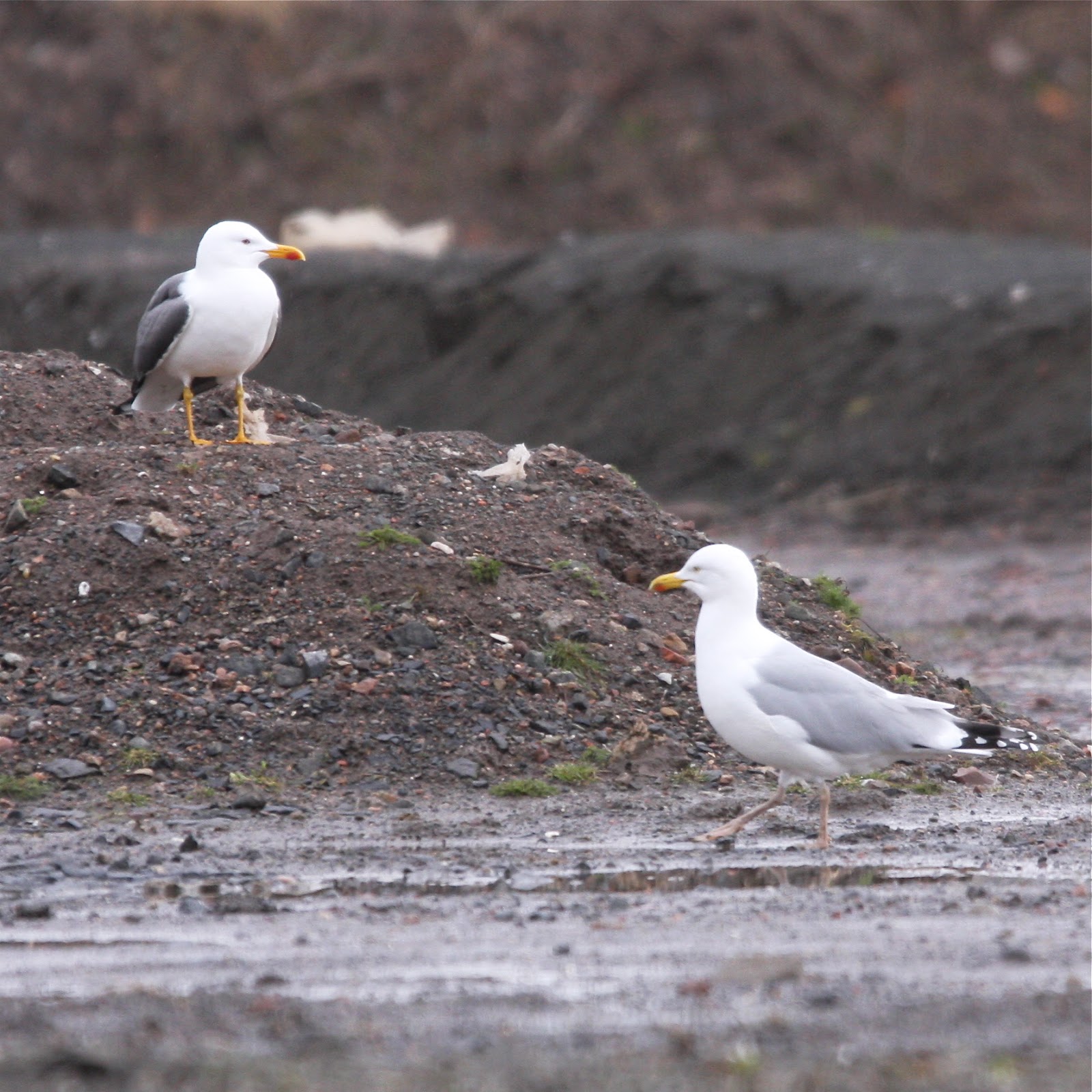 Yellowishlegged Herring Gull