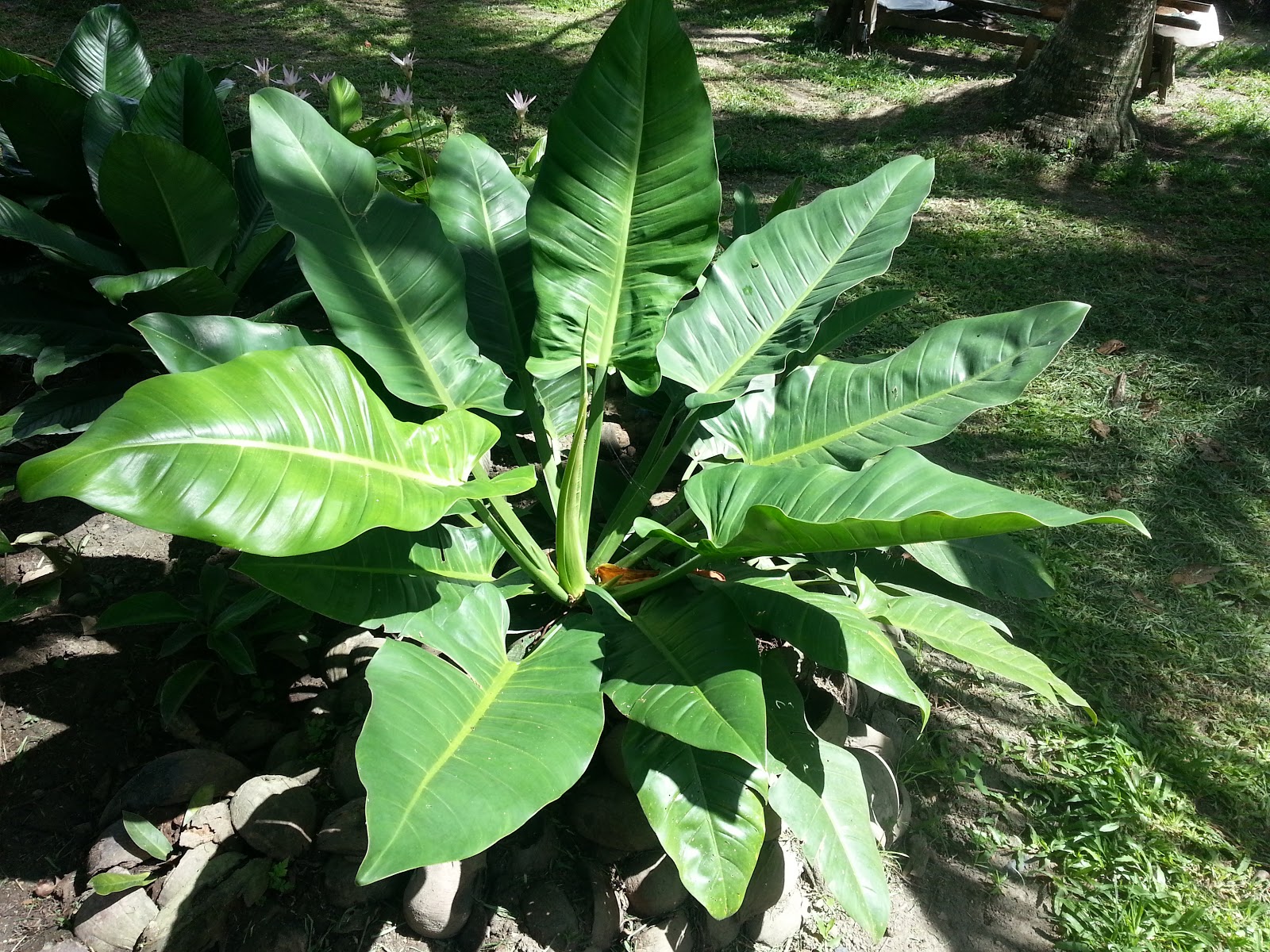 Philodendron Gardener: Some Philodendrons in Davao City and Makilala