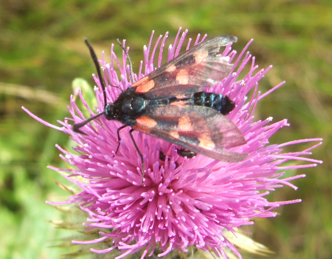 Beauty Of Flowers Bighead Knapweed