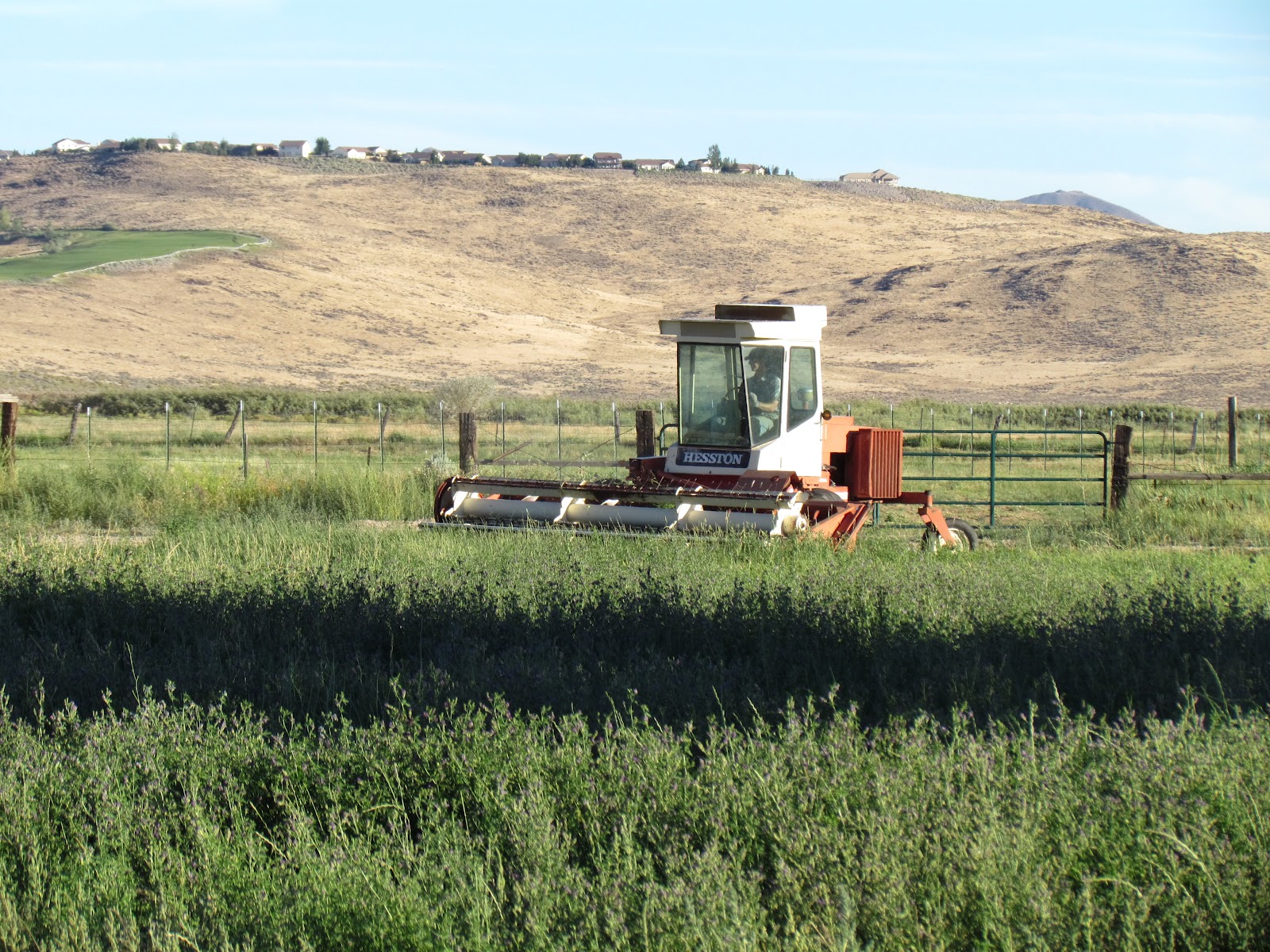 Hay Cutting and Veggie Harvest Andelin Family Farm