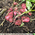 Growing Red Potatoes #vegetable_gardening