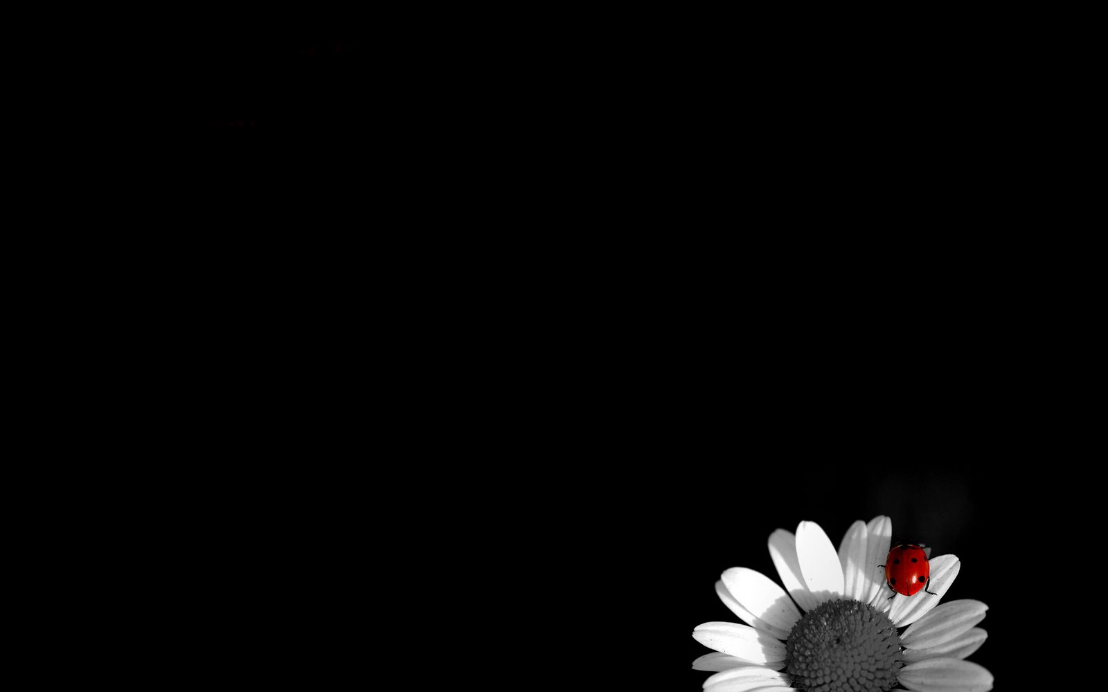 Papatya Siyah Wallpaper