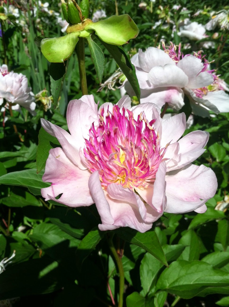 Herbaceous Peonies You Can Grow That