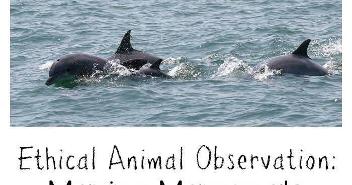 whale watcher