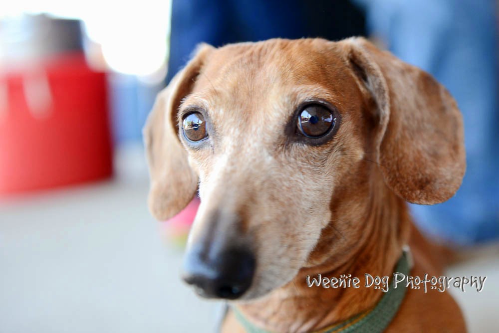 The K9 Coach Dog Training Train Your Dog Like You Train an Athlete