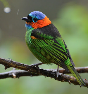 Red-Necked Tanager, Tangara cyanocephala