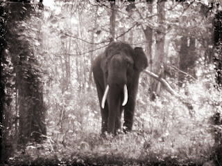 http://www.flickr.com/photos/moorthygounder/