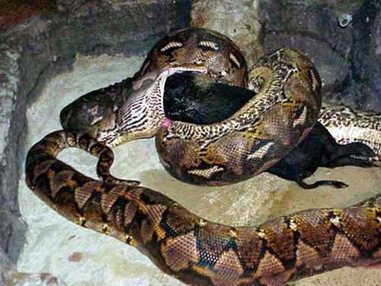 Foto-Foto Seekor Ular Anaconda Sedang Berjuang Menelan Babi Hutan Bulat-Bulat Foto-Foto Seekor Ular Anaconda Sedang Berjuang Menelan Babi Hutan Bulat-Bulat