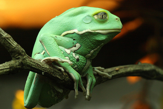 Waxy Monkey Tree Frog Phyllomedusa Sauvagei Care Guide ~ planetanimalzone