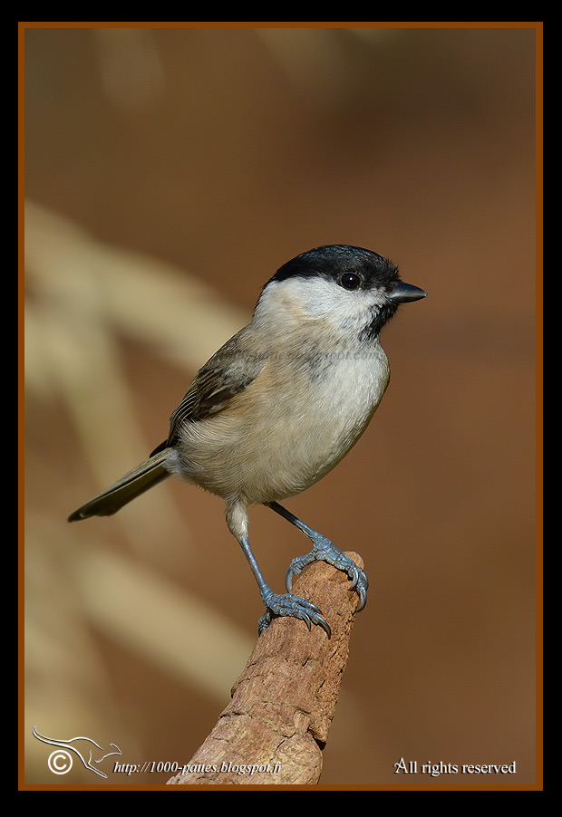 Poecile palustris - https://1000-pattes.blogspot.com