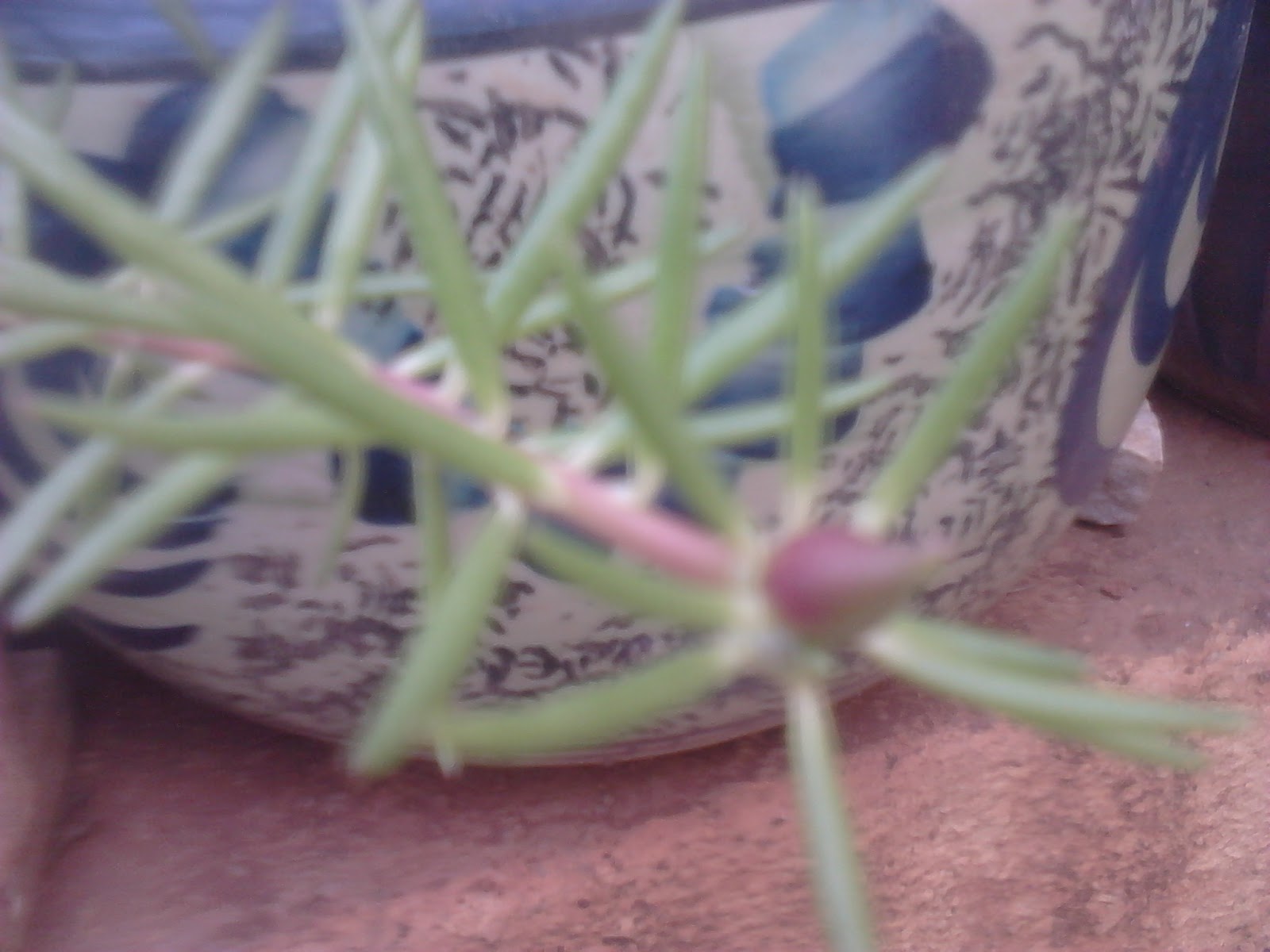 Garden Care Simplified The Chinese Rose Flower Plant Tips for Good