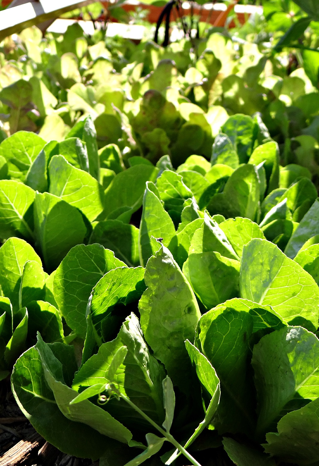 The Garden Takes Off!