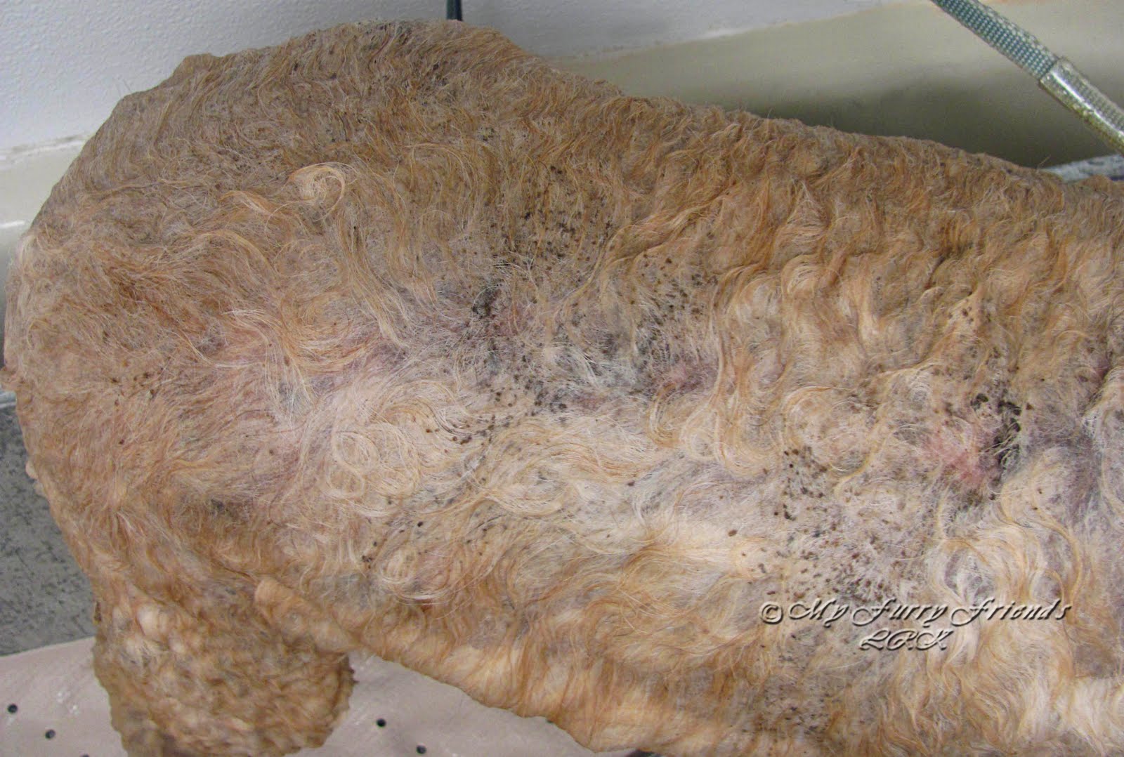 puppy has skin flaky skin on dogs 28 images flaky skin on dogs legs pictures reference has bumps puppy has skin flaky skin on dogs 28 images flaky skin on dogs legs pictures reference has bumps